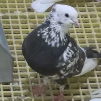 کبوتر کشتنی(قابل معاوضه)|پرنده|بهبهان, |دیوار