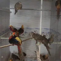 طاووس مصری و مرقاول بلژیکی|پرنده|سبزوار, صالح آباد|دیوار