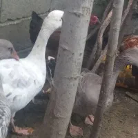 فروش غاز محلی،وزن کلا 11کیلو هست|حیوانات مزرعه|رحیمآباد, |دیوار