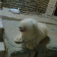 سگ پشمالو|سگ|مشهد, امیرآباد|دیوار