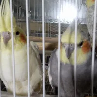 عروس هلندی|پرنده|سبزوار, امام خمینی (ناوی)|دیوار