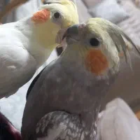 یک جفت عروس هلندی|پرنده|پردیس, فاز ۸|دیوار