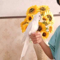 عروس هلندی نر آلبینو کاملا رام و سخنگو بالغ