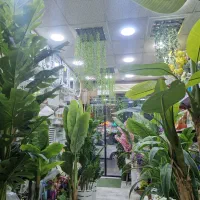 درختچه برگ موز وانجیری ویراستار برگ لیمویی مصنوعی