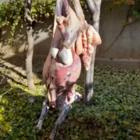 بره،شیشک،عروسی،مراسمات|حیوانات مزرعه|فامنین, |دیوار