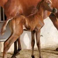 فروش کره اسب دوسرخارجی