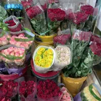 پخش عمده وجزئی گل رز هلندی لیلیوم ارکیده مینیاتوری