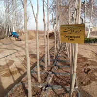 نهال چنار 4 ساله|خدمات باغبانی و درختکاری|تهران, بوستان چیتگر|دیوار