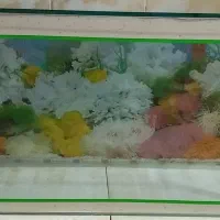 سلام یک اکواریوم