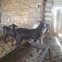 کهره نر وماده