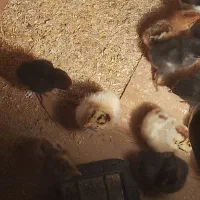 جوجه عربی|حیوانات مزرعه|اهواز, گلدشت|دیوار