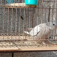 طوطی عروس وایت فیس ومرغ عشق|پرنده|لنگرود, |دیوار