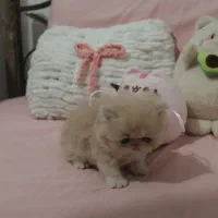 گربه پرشین سوپرفلت اصیل|گربه|رشت, کوی حسینی|دیوار