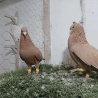 کبوتر