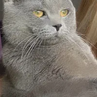 گریه اسکاتیش نر