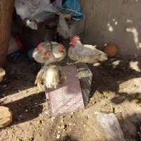 فروش خروس