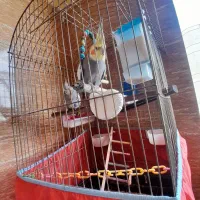 عروس هلندی جفت