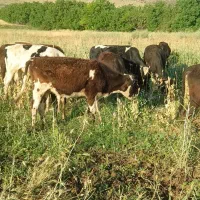 دو عدد گوساله ماده یکی دورگ یکی محلی