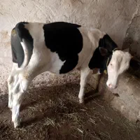 گاو نر