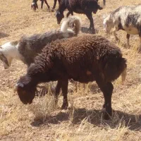 سگ گله نژاد سرابی