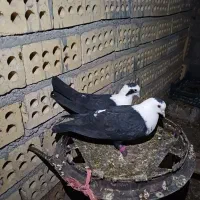 جفت کله سفید