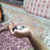 مینا