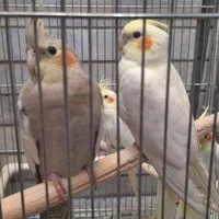 عروس هلندی نر و ماده|پرنده|اصفهان, عسگریه|دیوار