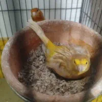 قناری جفت|پرنده|هشتگرد, فاز ۳ مهستان|دیوار