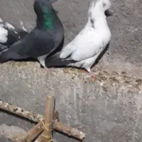 تعدادی کبوتر خوب|پرنده|کاشان, مشکات|دیوار