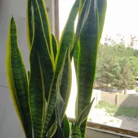 گل سانسوریا ابلق سالم