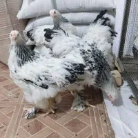 تخم برهما بلک|حیوانات مزرعه|تهران, ترمینال جنوب|دیوار