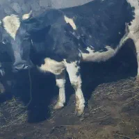 گاو شیر دهی بچه دار|حیوانات مزرعه|مشگین شهر, |دیوار