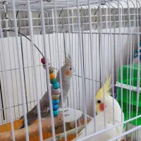 عروس هلندی|پرنده|اصفهان, کوی امیریه|دیوار