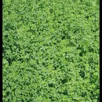 یونجه پاکوتاه درجه یک پرگل