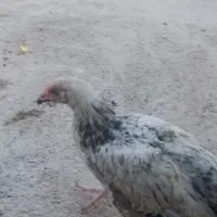 جوجه