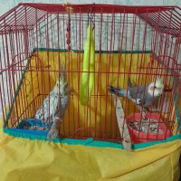 عروس هلندی جفت