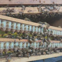 فروش ژل رویال|خوردنی و آشامیدنی|رحیمآباد, |دیوار