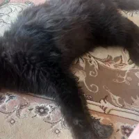 گربه پرشین|گربه|میاندوآب, |دیوار