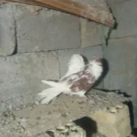 کفتر|پرنده|آسمینون, |دیوار