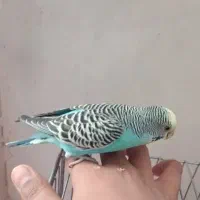 مرغ عشق|پرنده|کرمان, |دیوار