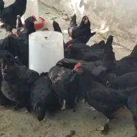 فروش جوجه و تخم نطفه دار مرندی|حیوانات مزرعه|ساری, |دیوار