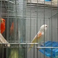 قناری ردفاکتور قرمز، آهویی  ، موزاییکی