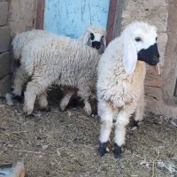 بره ماده|حیوانات مزرعه|هامون, |دیوار