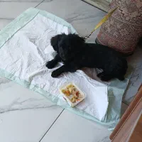 سگ واکسن شده ۷ ماهه بدون سروصدا