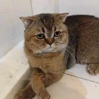 اسکاتیش نر