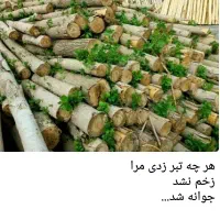 خط ۳۳۳۳۶۰۰۰