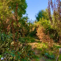 950متر-زمین-4دیواری-چندار-کوهسار-کردان