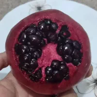 نهال اناراشکفتو. انار واندرفول