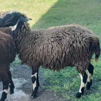 گوسفند میش زل  داشتی  آبستن