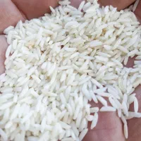 برنج هاشمی درجه یک گیلان|عمدهفروشی|خورموج, |دیوار